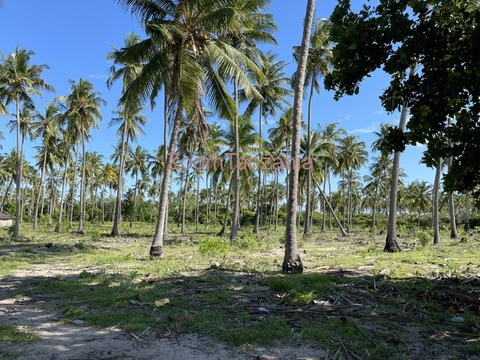Beach Plort Mkwaja Tanga - 3/6
