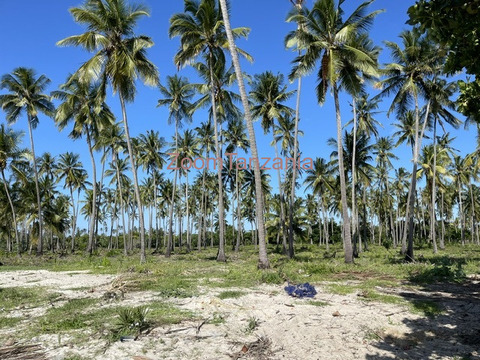 Beach Plort Mkwaja Tanga - 5/6