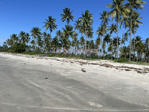 Beach Plort Tanga Sange - 3/6