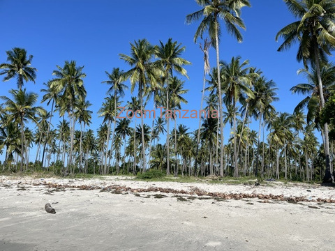 Beach Plort Tanga Sange - 4/6