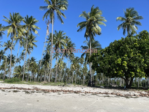 Beach Plort Tanga Sange - 5/6
