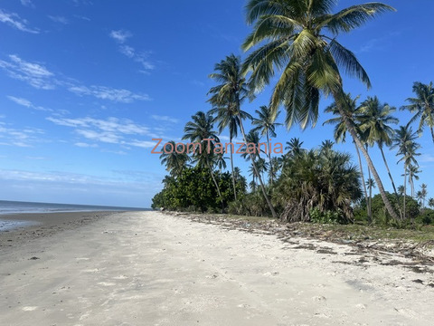 Tanga beach Plort - 5/6