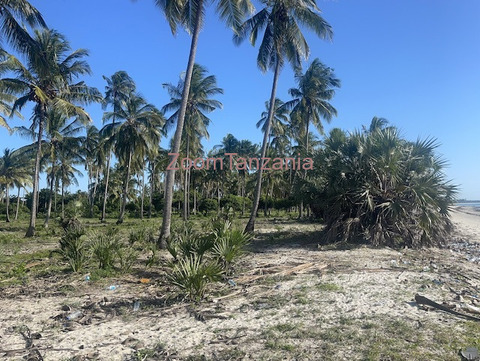 Tanga beach Plort - 6/6