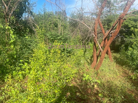 MBWEWE pwani - 3/6