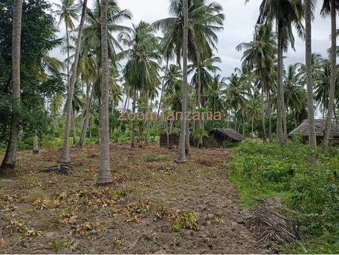 Beach plot 2025 - 2/3