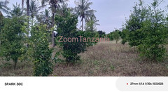 Shamba linauzwa Mbwewe Bagamoyo