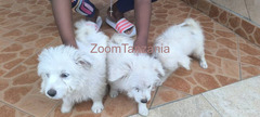 Maltese Puppies Dogs