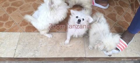 Maltese Puppies Dogs - 2/3