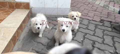 Maltese Puppies Dogs - 3/3