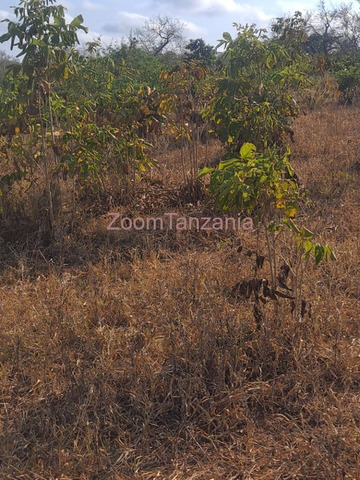 Farm for Sale in Kiwangwa, Bagamoyo Size: 10 Acres - 2/4