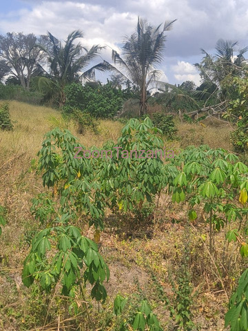 Shamba Eka 2 Kiwangwa Bagamoyo - 4/4