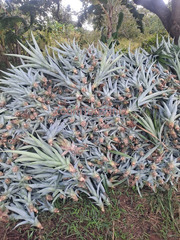 Pineapple and Banana Seedlings For Sale