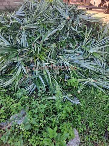 Pineapple and Banana Seedlings For Sale - 2/3