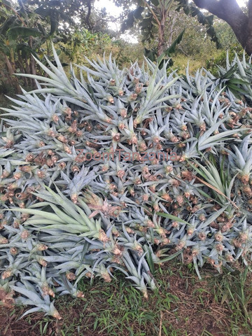 Pineapple and Banana Seedlings For Sale - 3/3
