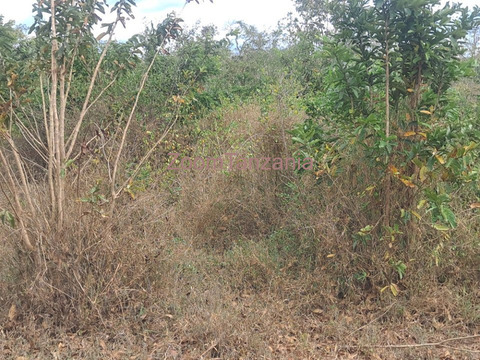 15 Acre Farm for Sale in Kiwangwa, Bagamoyo, Pwani - 3/4