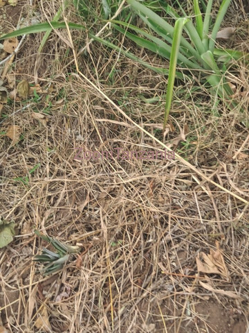 Eneo la Heka 10 Linauzwa Kiwangwa, Bagamoyo, Pwani - 1/4