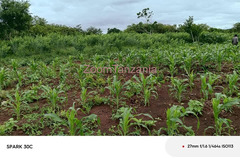 Shamba Linauzwa Eka 5 Songwe, Mbeya