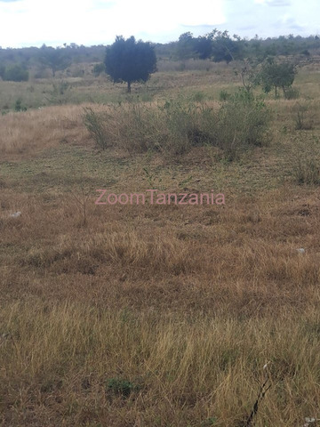 2 Acres Farm for Sale in Kiwangwa, Bagamoyo - 4/4