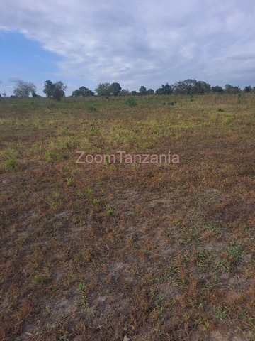 2 Acre Farm for Sale in Kiwangwa, Bagamoyo - 2/4