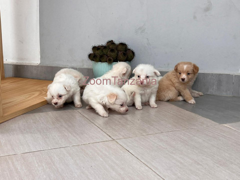 Pure Maltese Puppies 2 month - 2/6