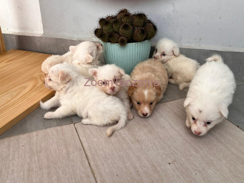 Pure Maltese Puppies 2 month - 3/6