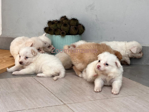 Pure Maltese Puppies 2 month - 4/6