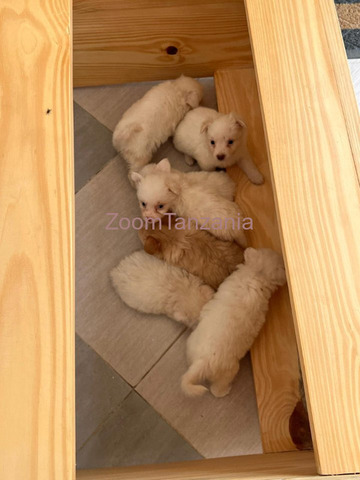Pure Maltese Puppies 2 month - 5/6
