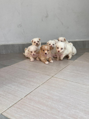 Pure Maltese Puppies 2 month - 6/6