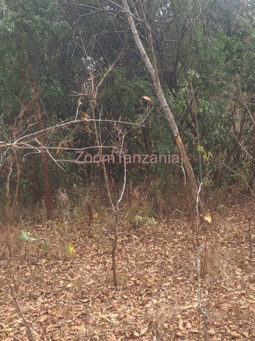 50 Acre Land for Sale in Bagamoyo Pwani - 3/3