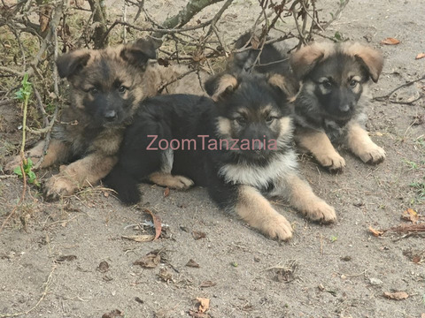 Mbwa German Shepherd Puppies - 1/6