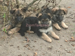 Mbwa German Shepherd Puppies