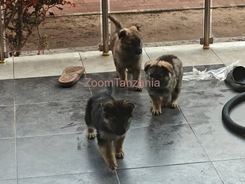 Mbwa German Shepherd Puppies - 2/6