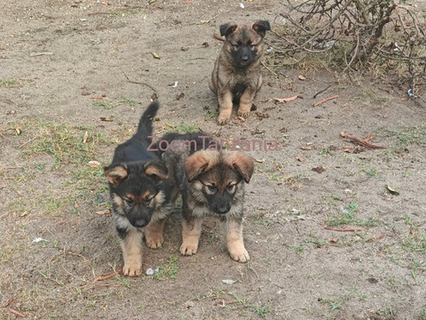 Mbwa German Shepherd Puppies - 3/6