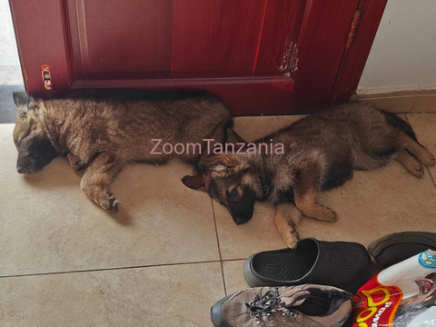 Mbwa German Shepherd Puppies - 4/6