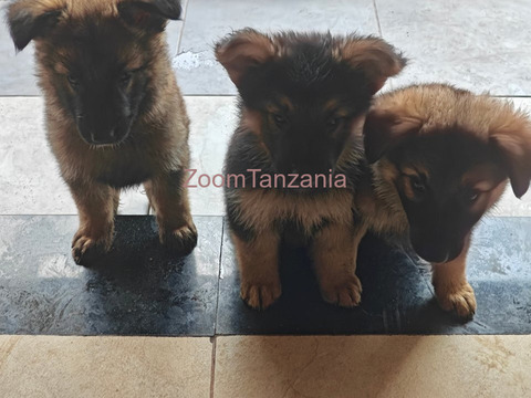 Mbwa German Shepherd Puppies - 5/6