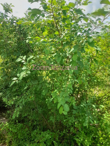 100 Acre Land for Sale in Bagamoyo, Pwani