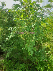 Shamba Eka 100 Kiwangwa Bagamoyo