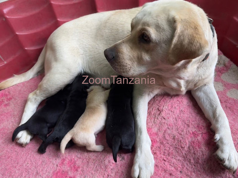 Mbwa Pedigree Labrador Pups in Arusha - 1/6