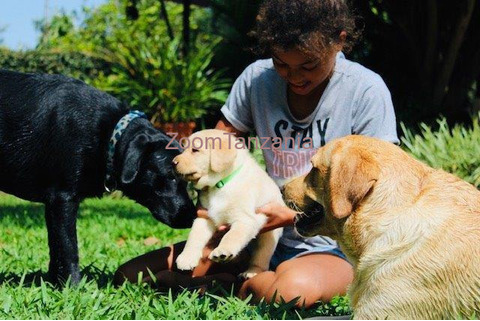 Mbwa Pedigree Labrador Pups in Arusha - 2/6