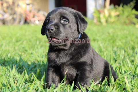 Mbwa Pedigree Labrador Pups in Arusha - 3/6