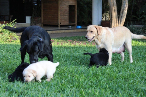 Mbwa Pedigree Labrador Pups in Arusha - 4/6