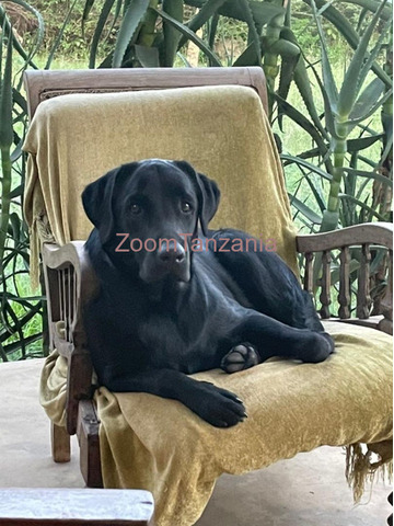 Mbwa Pedigree Labrador Pups in Arusha - 5/6