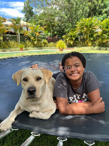 Mbwa Pedigree Labrador Pups in Arusha - 6/6