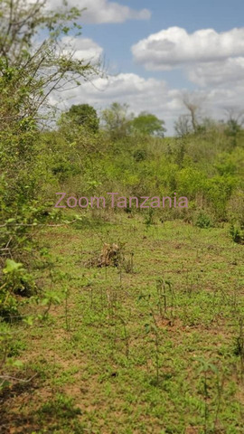 Shamba Eka 50 Linauzwa Kiwangwa Bagamoyo - 1/3