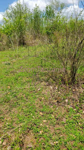 Shamba Eka 50 Linauzwa Kiwangwa Bagamoyo - 2/3