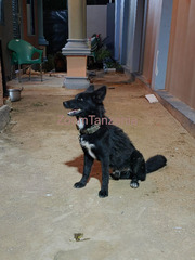 Mbwa Aina ya German Shepherd Mweusi Anauzwa