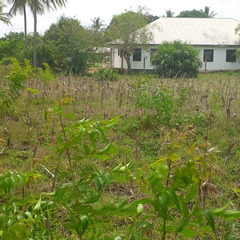 Kiwanja 2174 SQM Inauzwa Mbutu Kigamboni