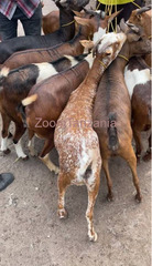 Mbuzi Na Kondoo Inauzwa