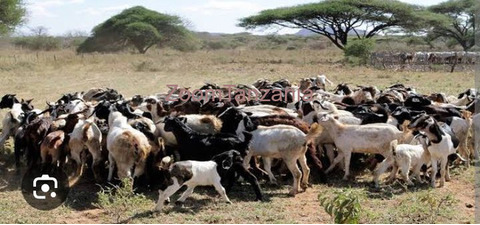 Mbuzi Na Kondoo Inauzwa - 2/6