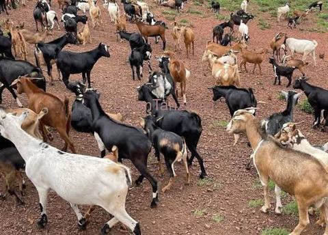 Mbuzi Na Kondoo Inauzwa - 3/6